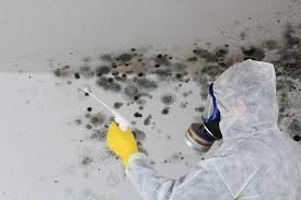 Northport, AL Mold Prevention & Removal  Company